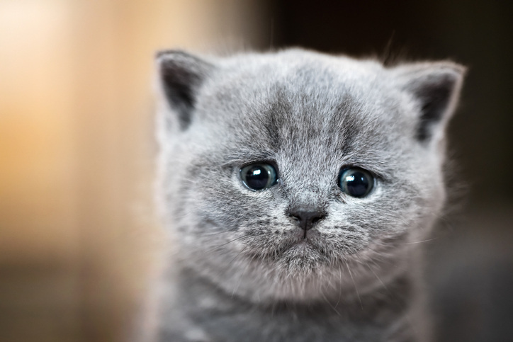 sad cat