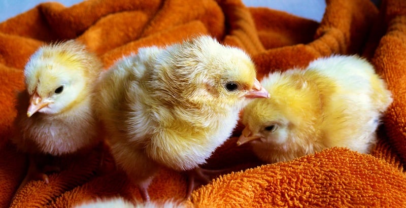Some adorable little baby chicks.